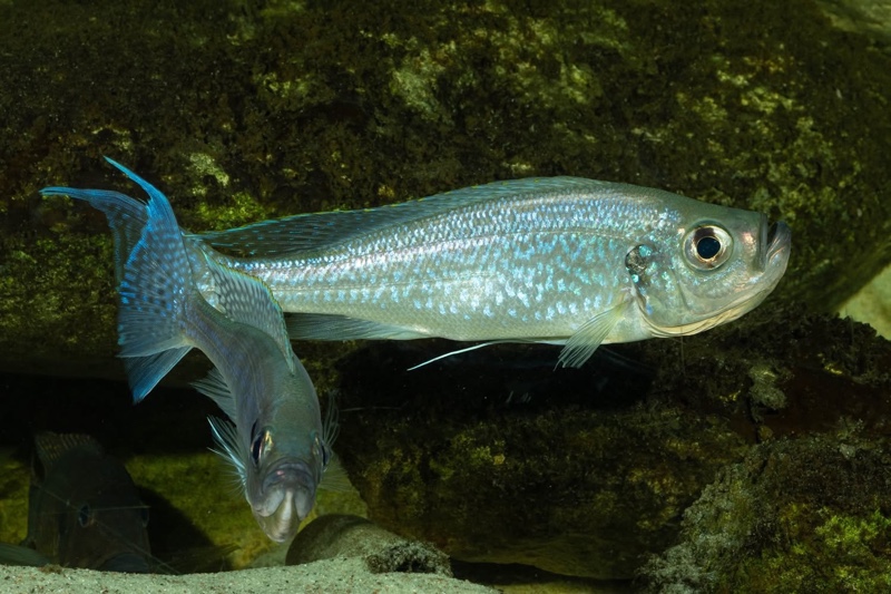 Haplotaxodon microlepis 'Cape Kabogo'